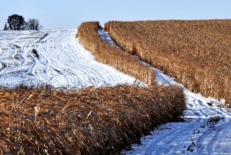 Хороший год