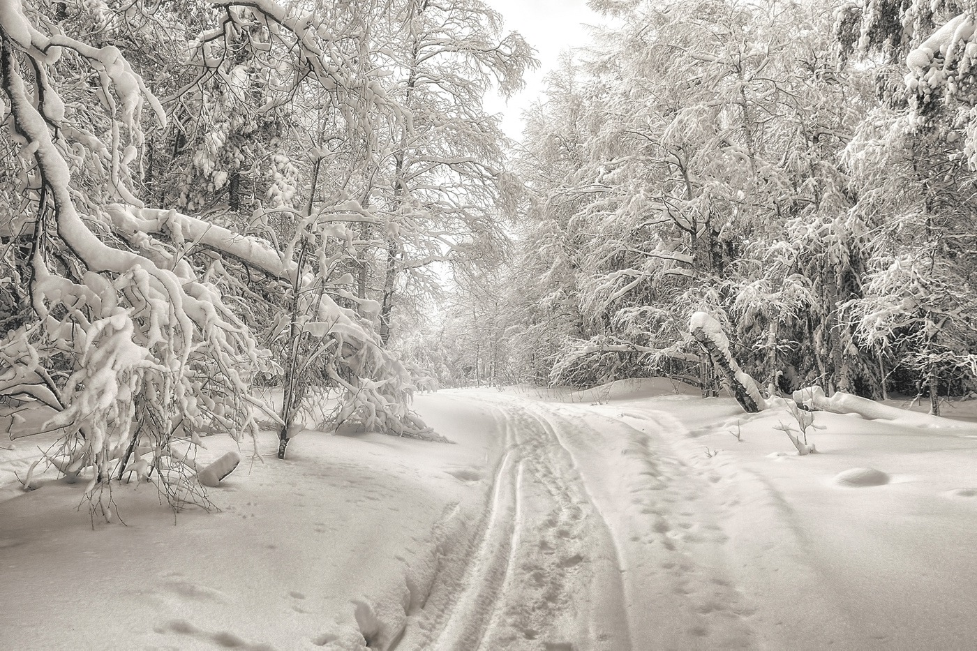 Черно-белый лес