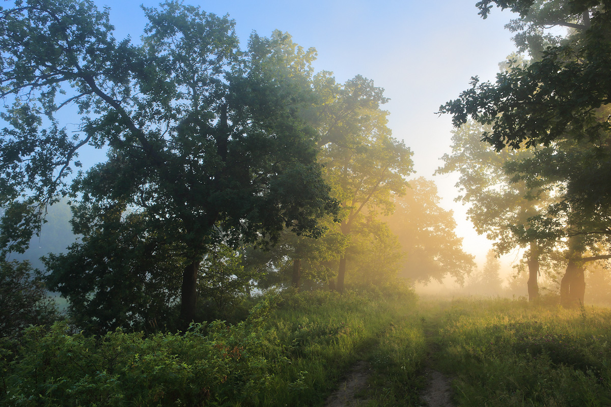 По утренней тропинке