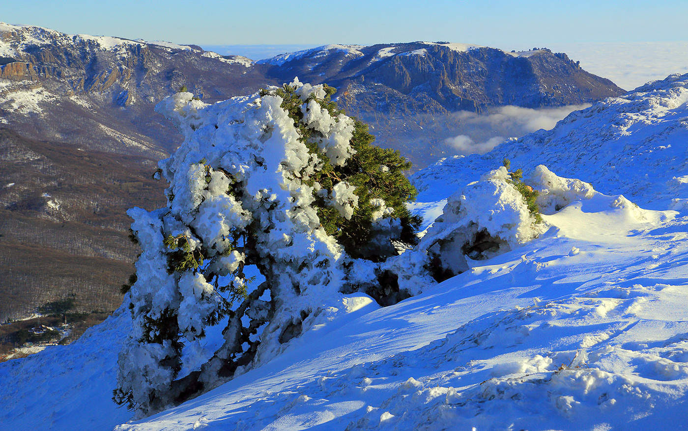 Сосна Крымская