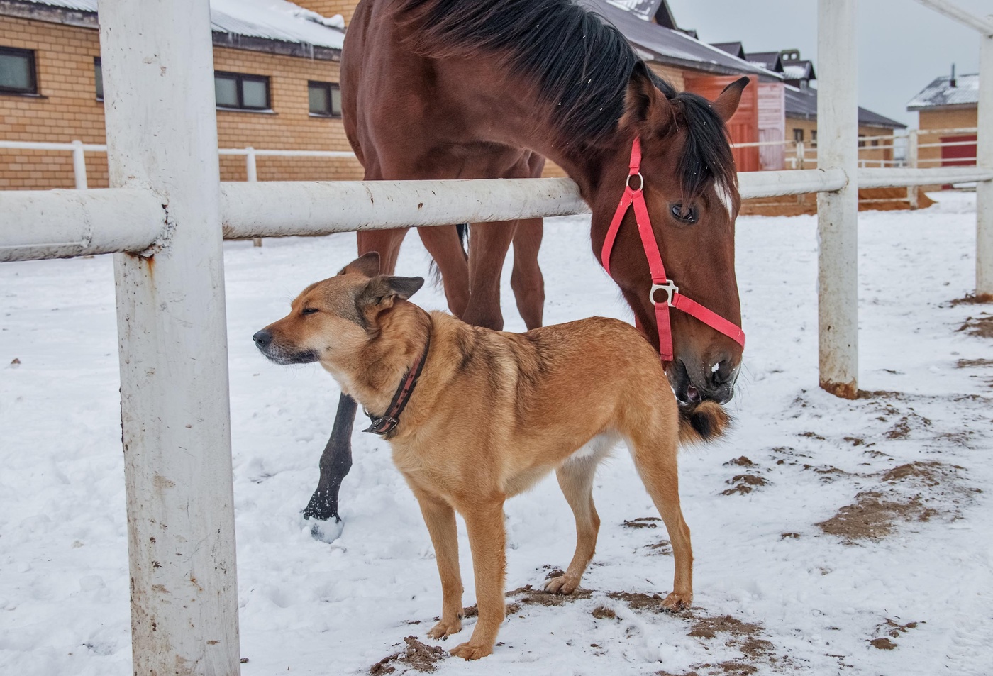 дай твой хвост пожевать