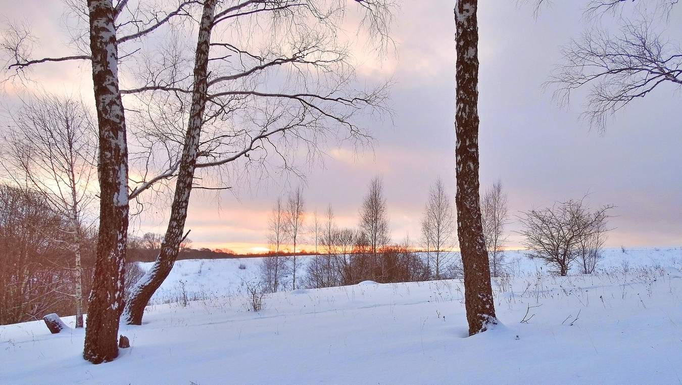 Зимнее утро в березовой роще