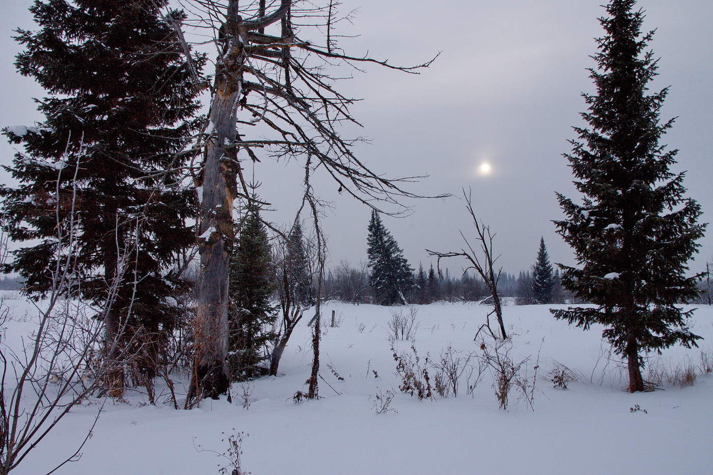 ЯНВАРСКИМ ДНЕМ.