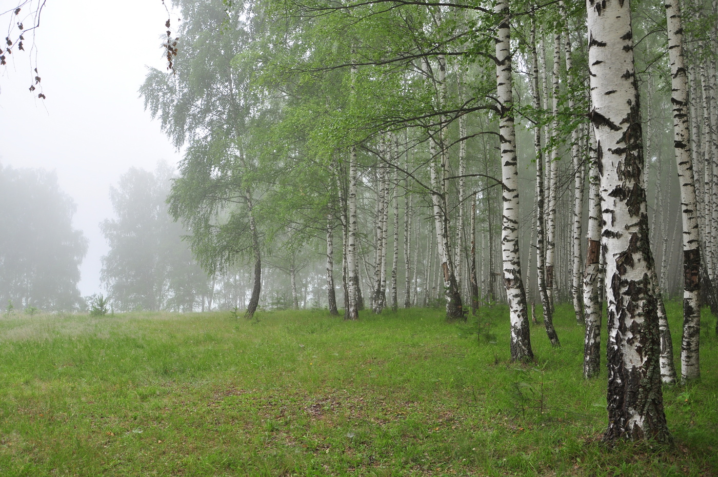 Туманное утро.