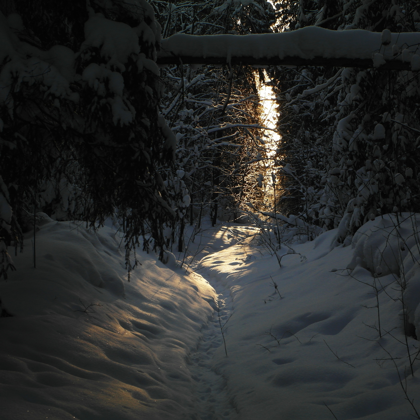 Во лесу дремучем...