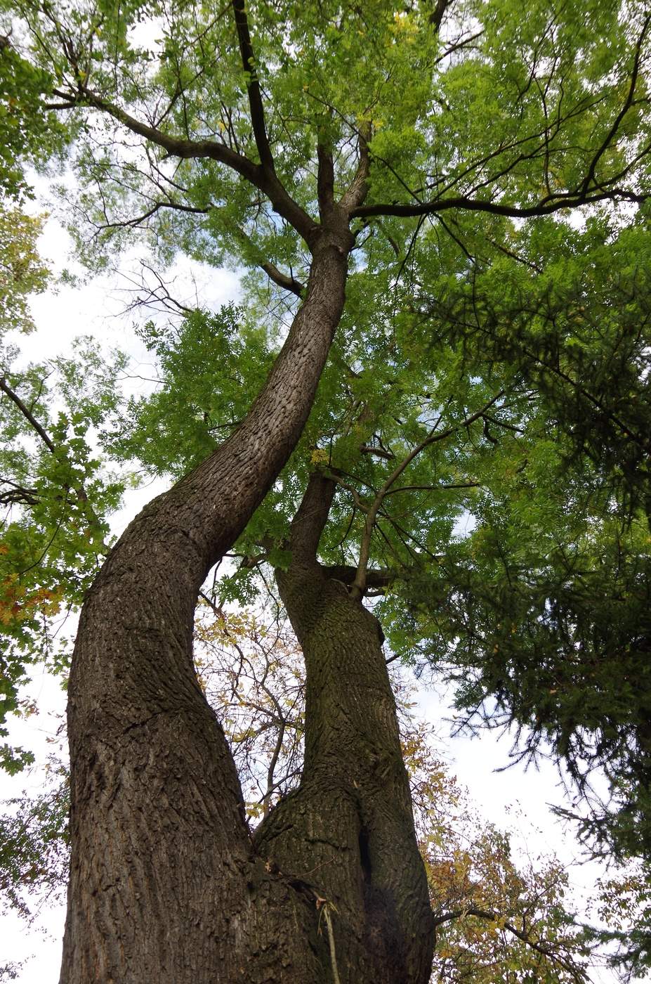 Грецкий орех