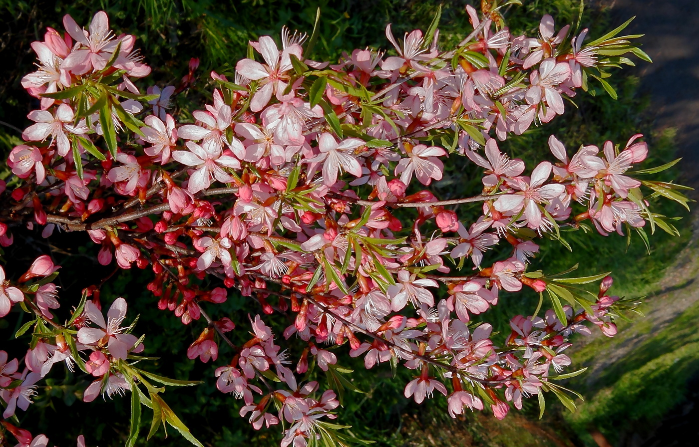 Цветущий миндаль на закате