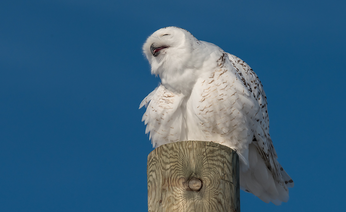 Snowy Owl