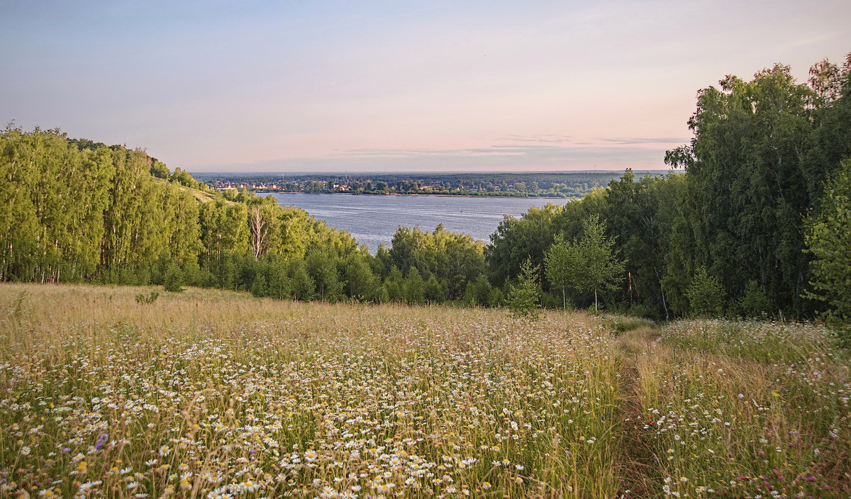 Ромашковый луг. Ностальгия по лету.