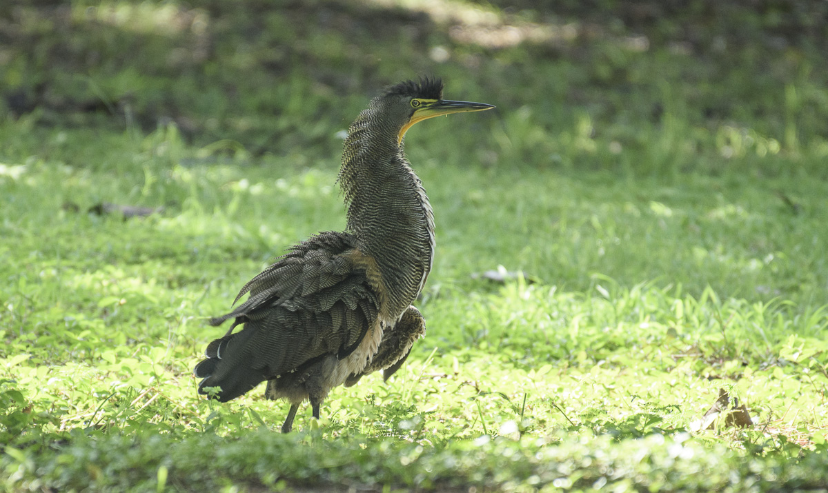 Bare-throated tiger heron