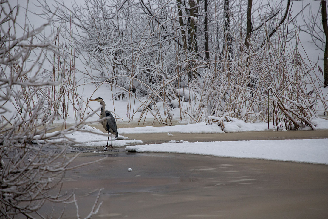 Зимняя рыбалка серой цапли