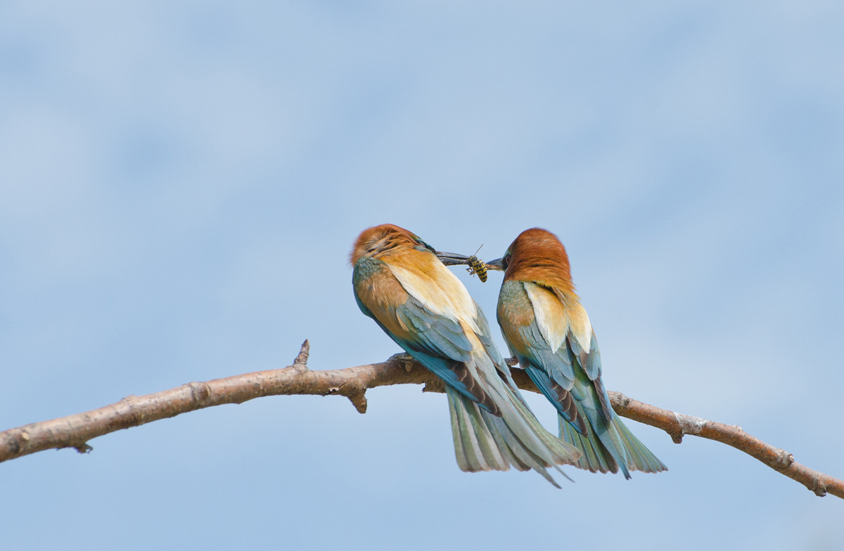 Весенний уговор