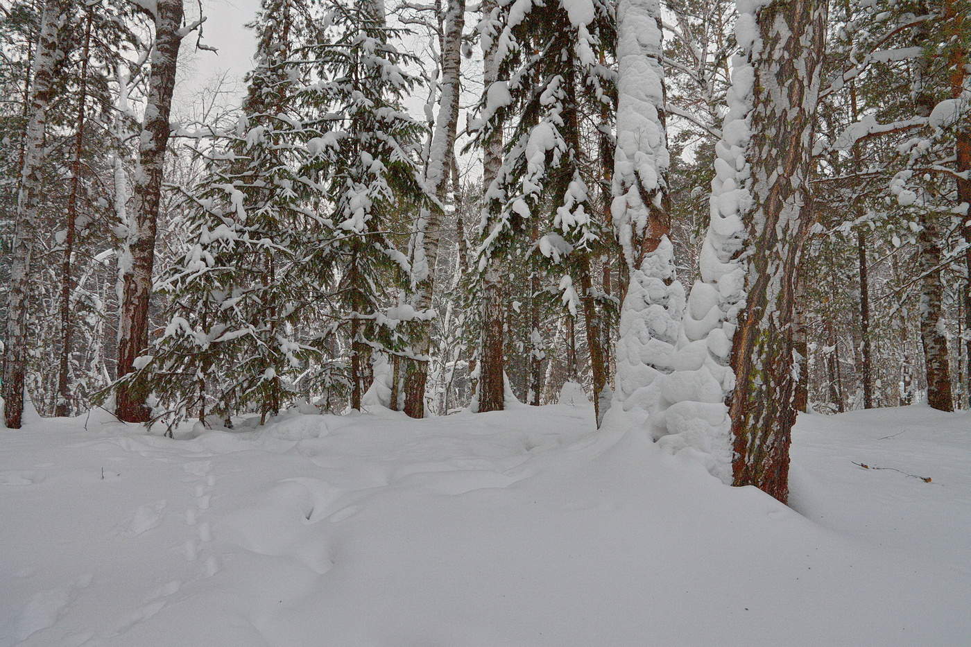 *В ЗИМНЕМ ЛЕСУ.**