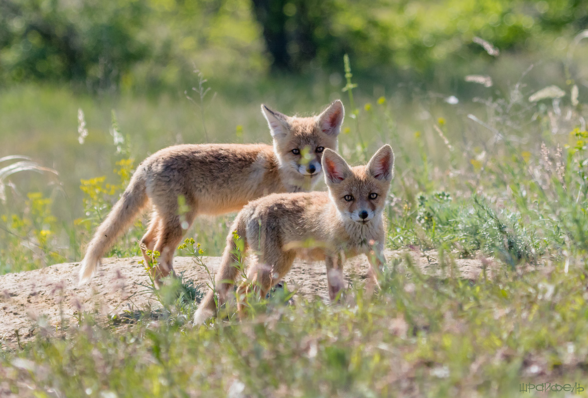 Наблюдение за наблюдающим