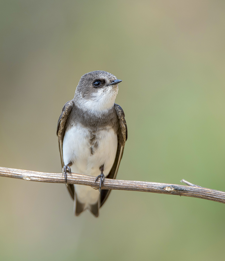 Береговушка