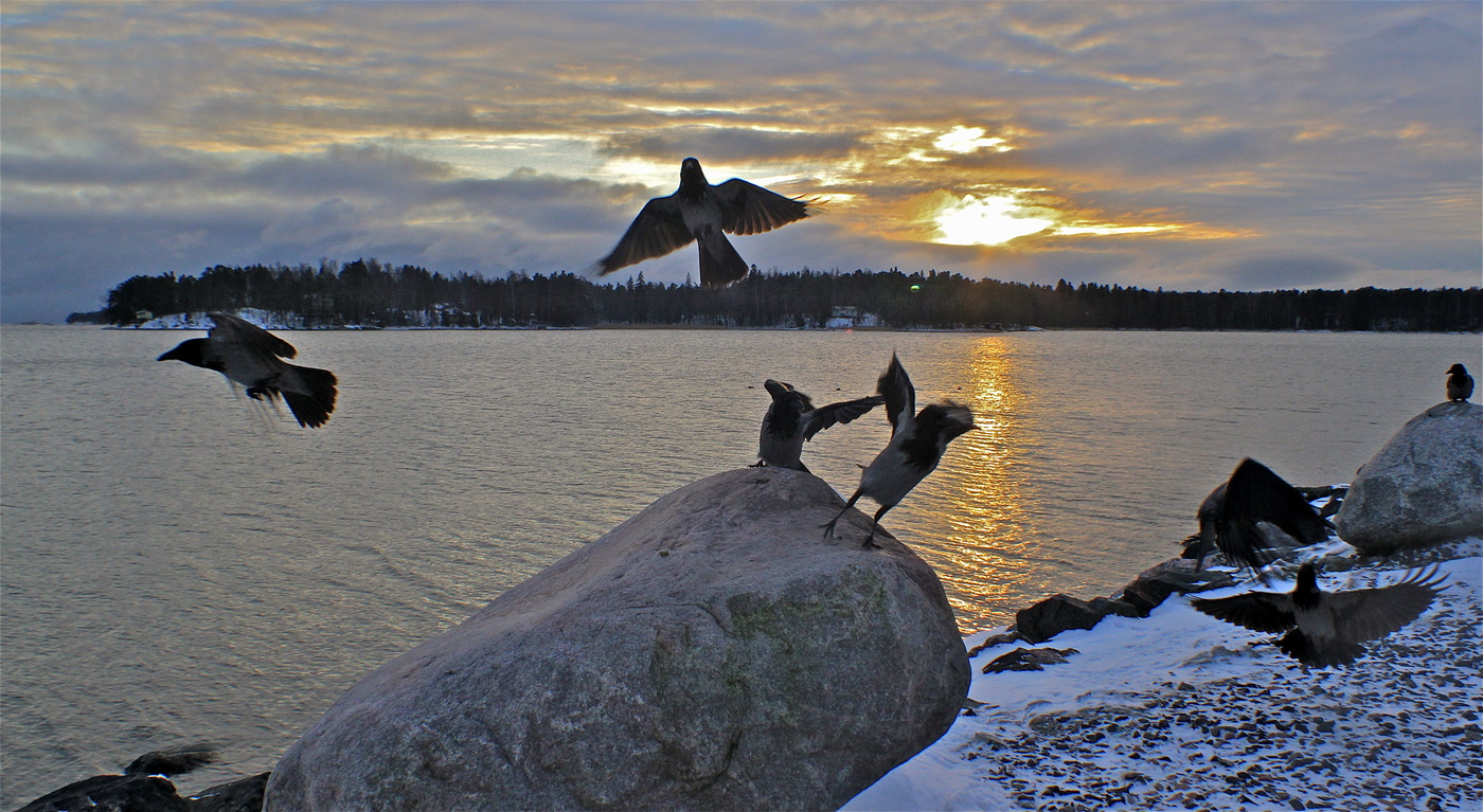 Вороний грай у Большого камня