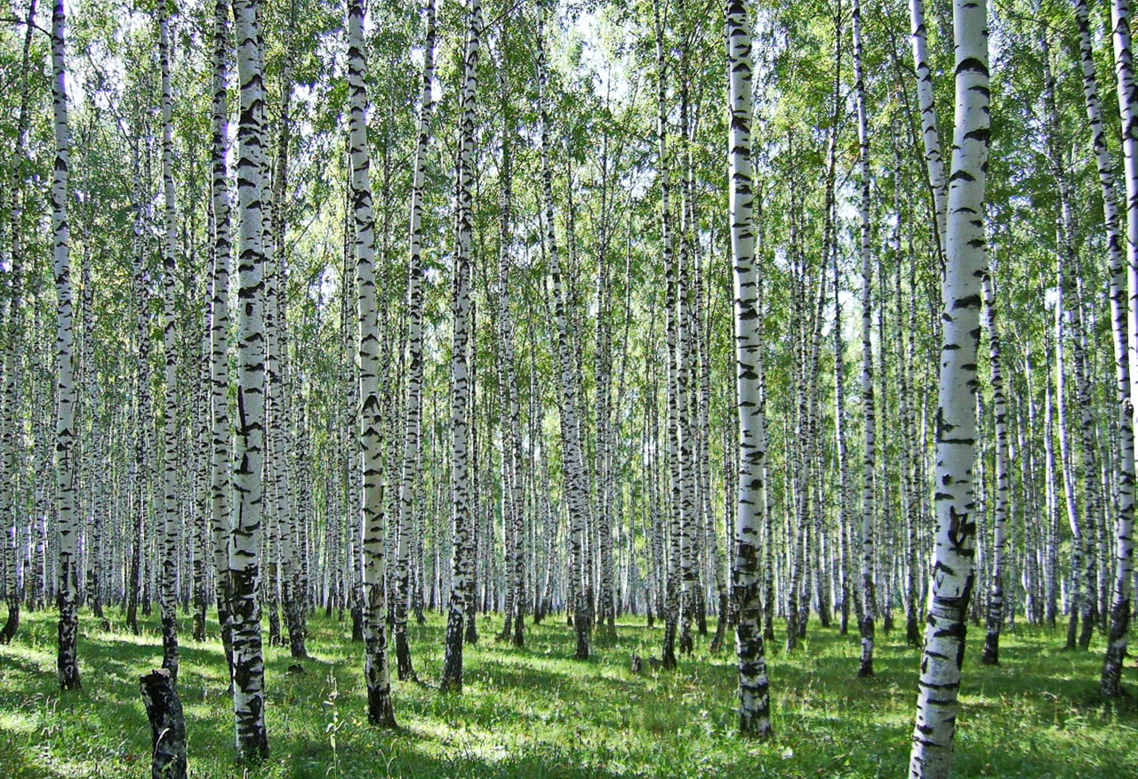 **Свет берёзовой рощи.