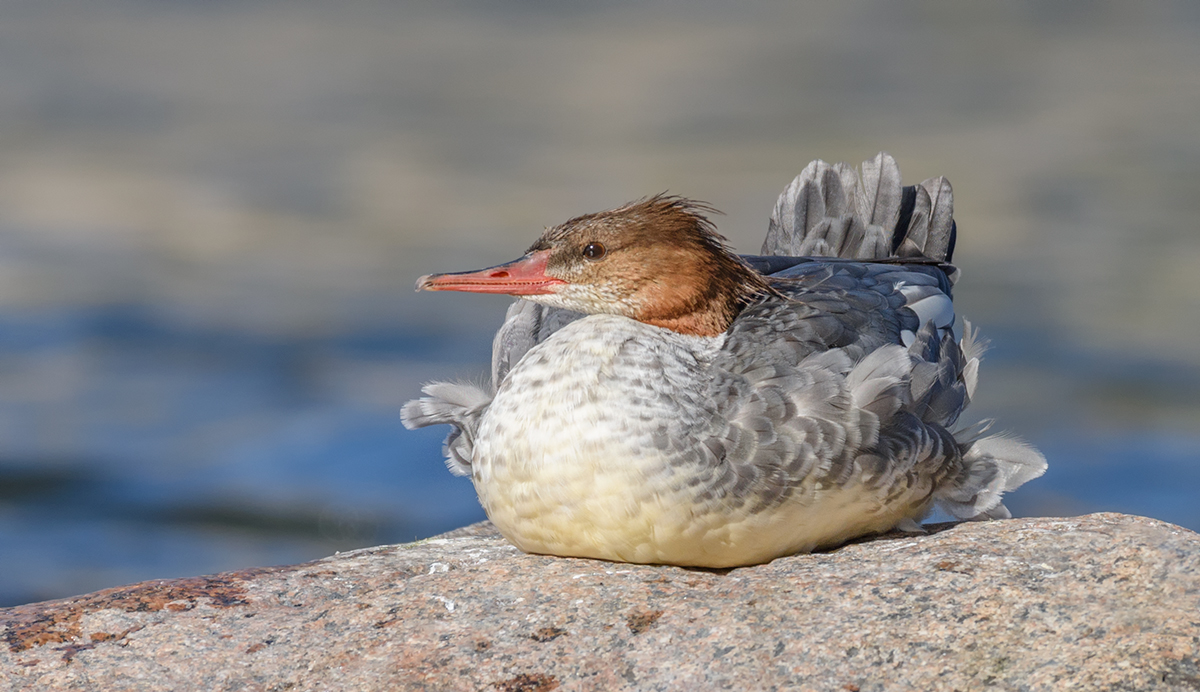 Common Merganser