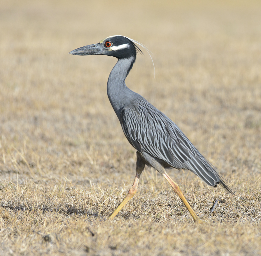 Yellow-crowned Night Heron