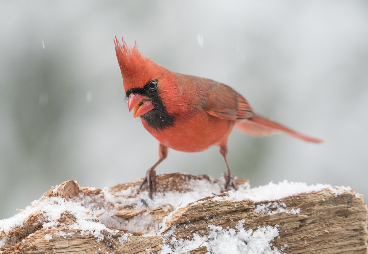 Northern cardinal (male)