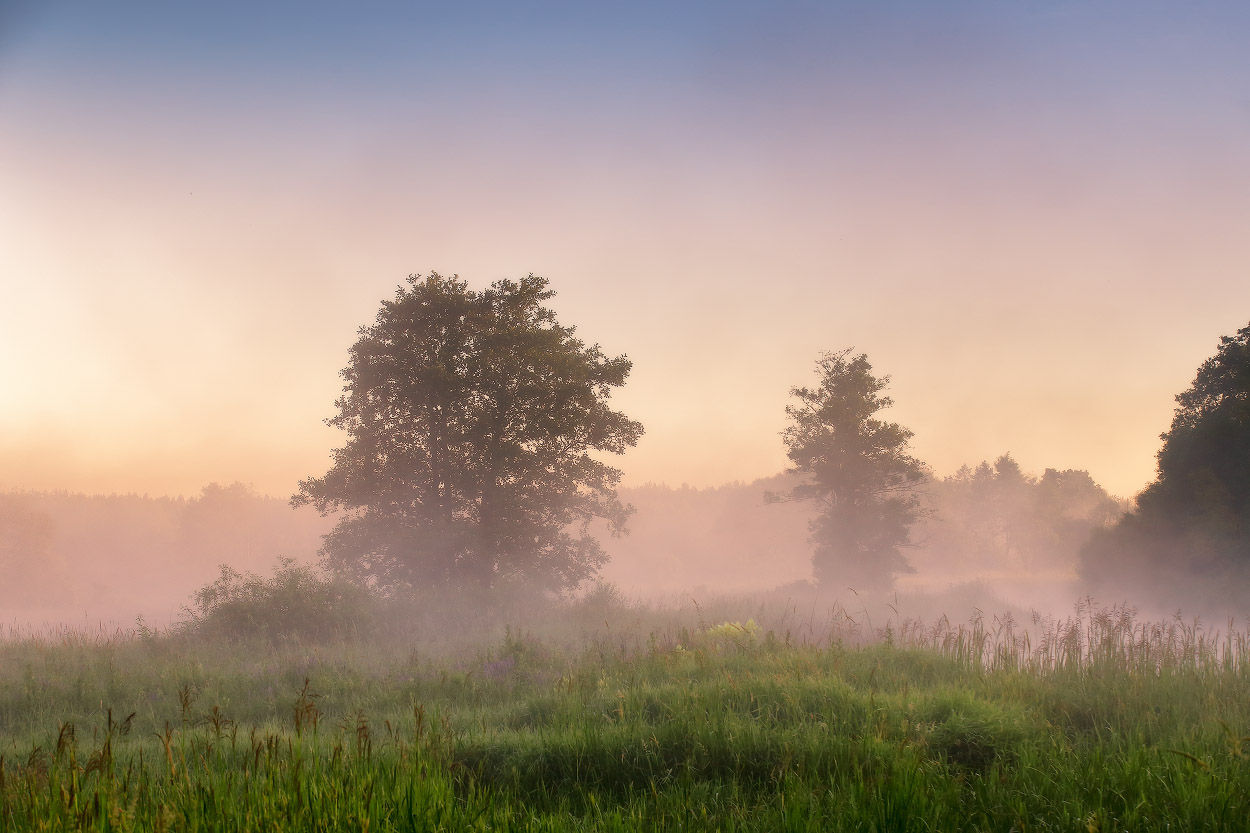 Летнее утро на тихой заводи