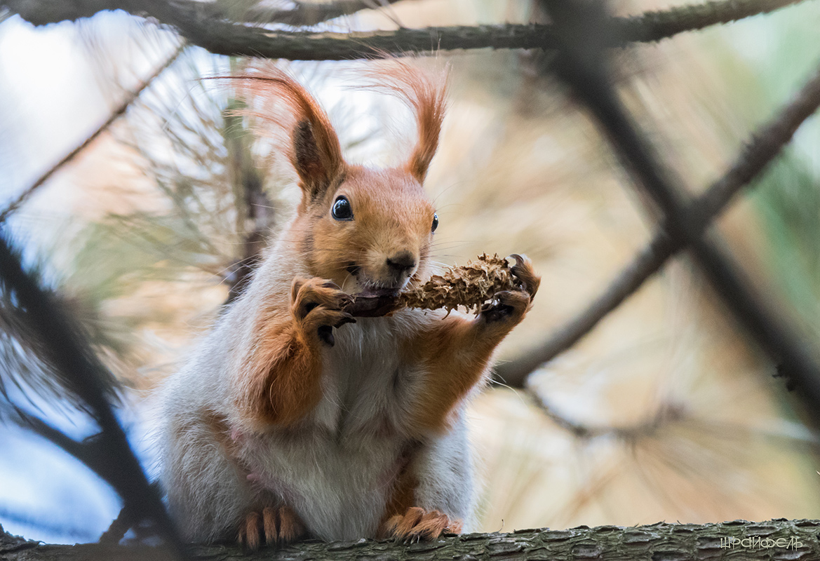 Вкусная была шишка...