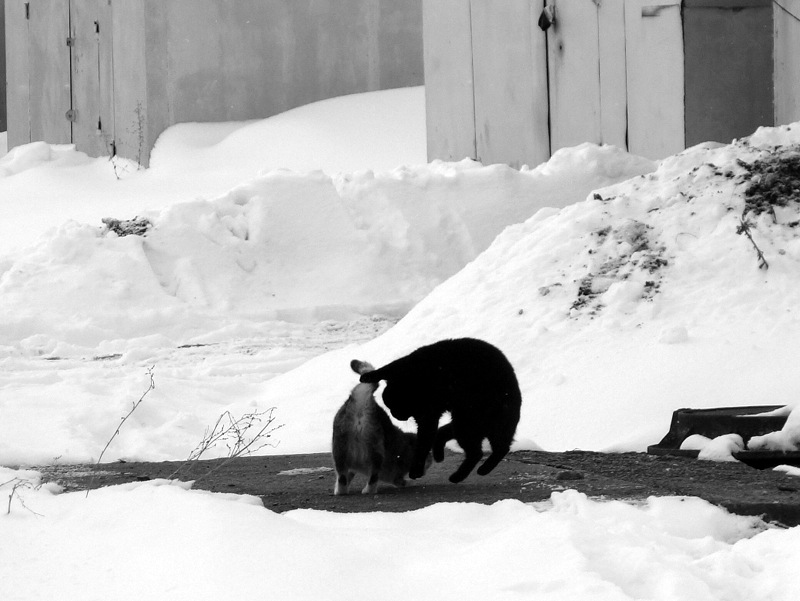 Невыдуманная история