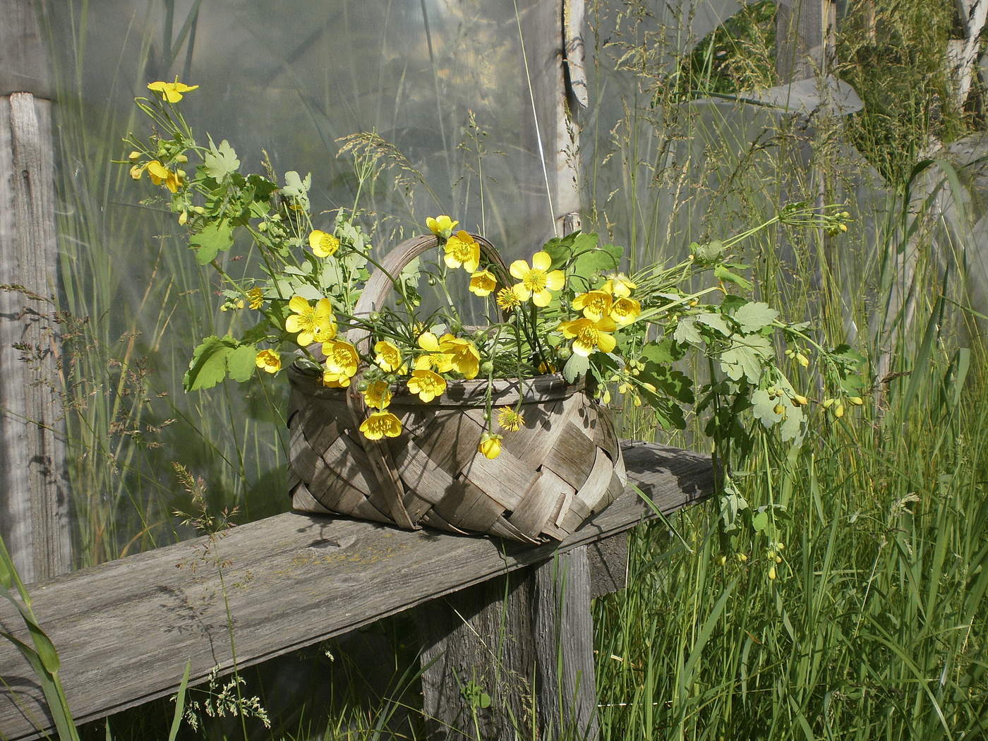 садовый натюрморт