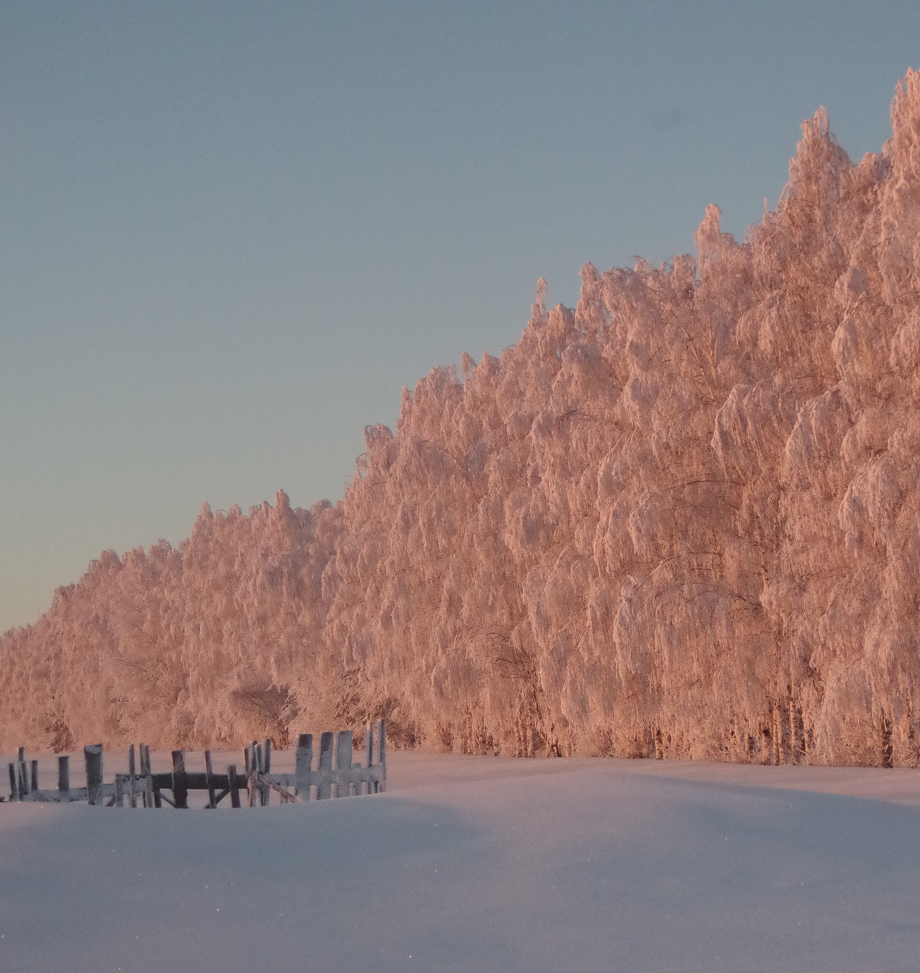 В утреннем свете.
