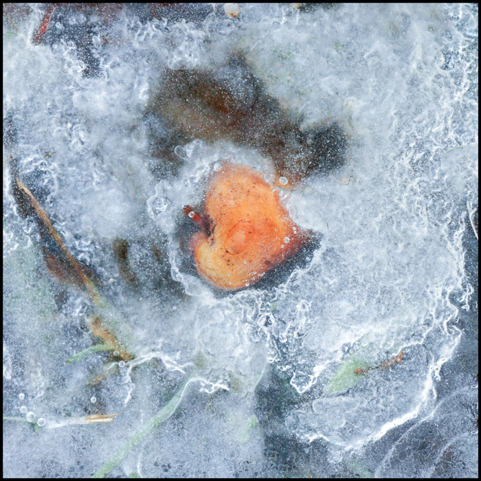 Под яблоней