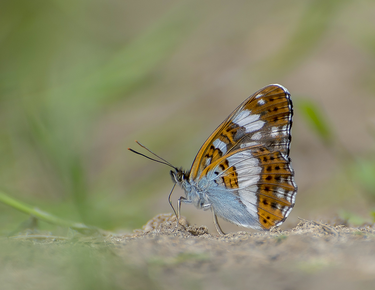 Ленточник Камилла
