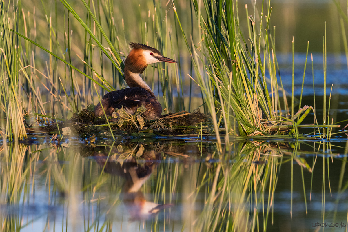 Чомга на гнезде