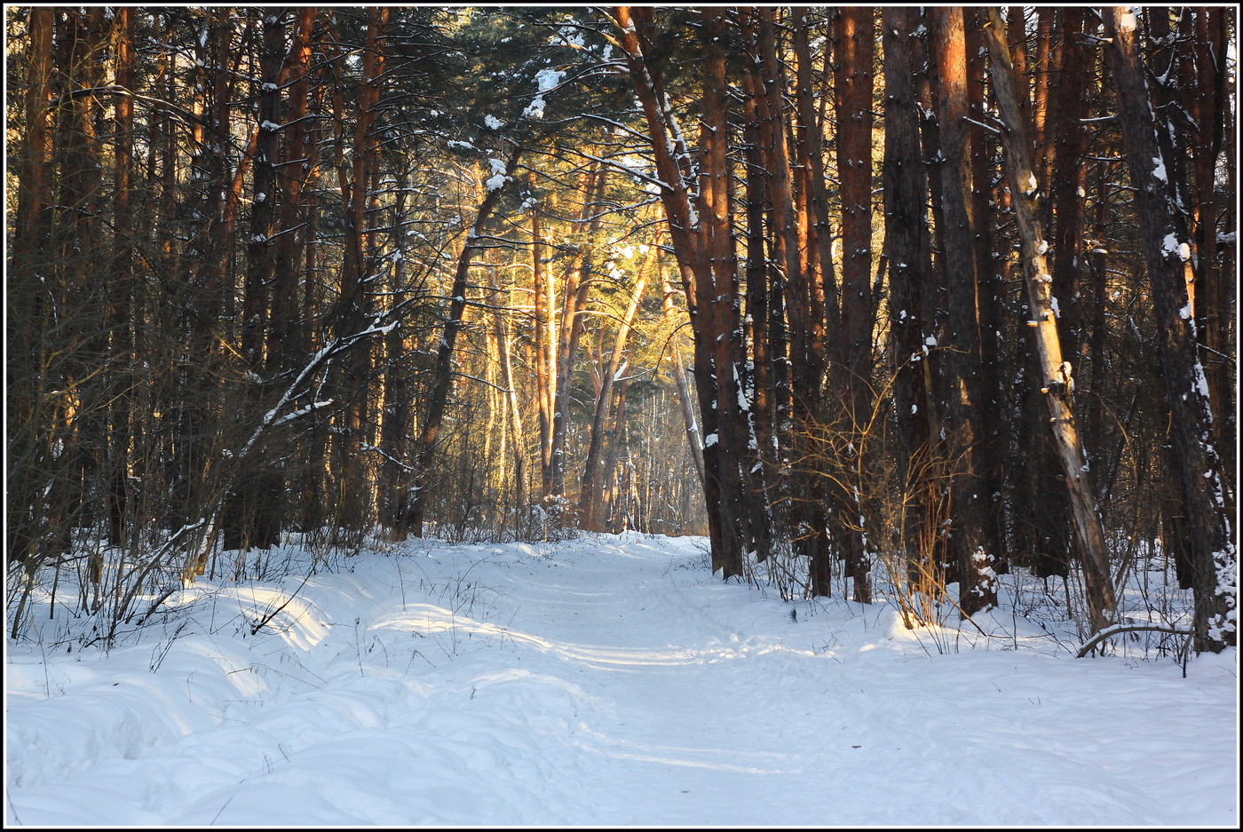 полдень в бору