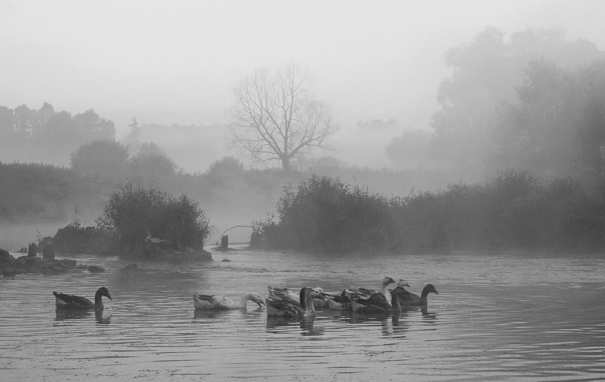 А гуси здесь тихие