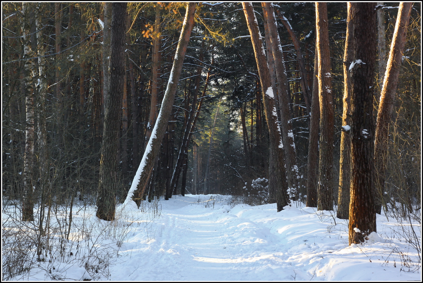 полдень в бору