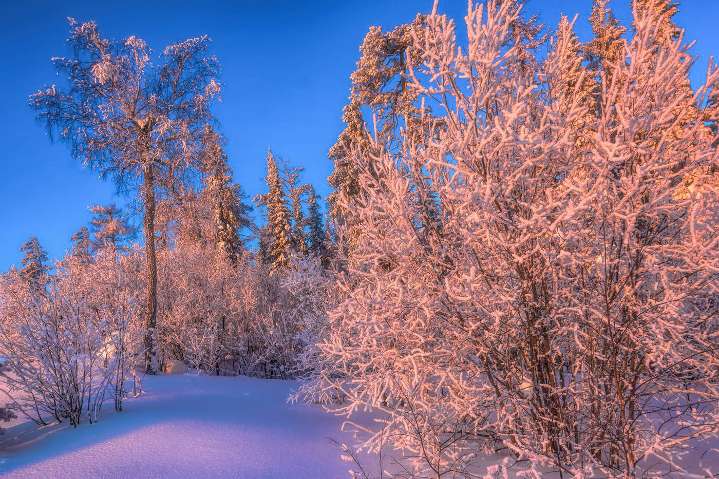 Розовое утро