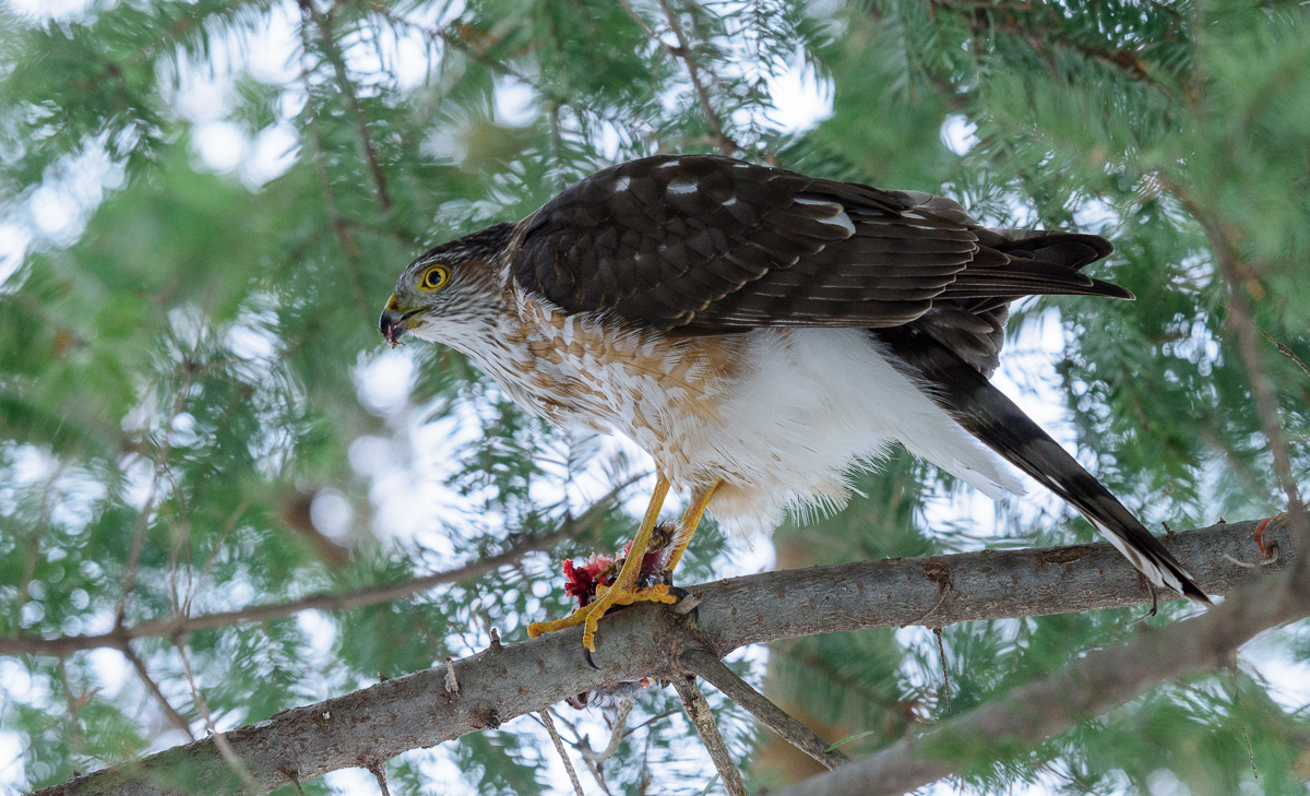 Sharp-shinned Hawk