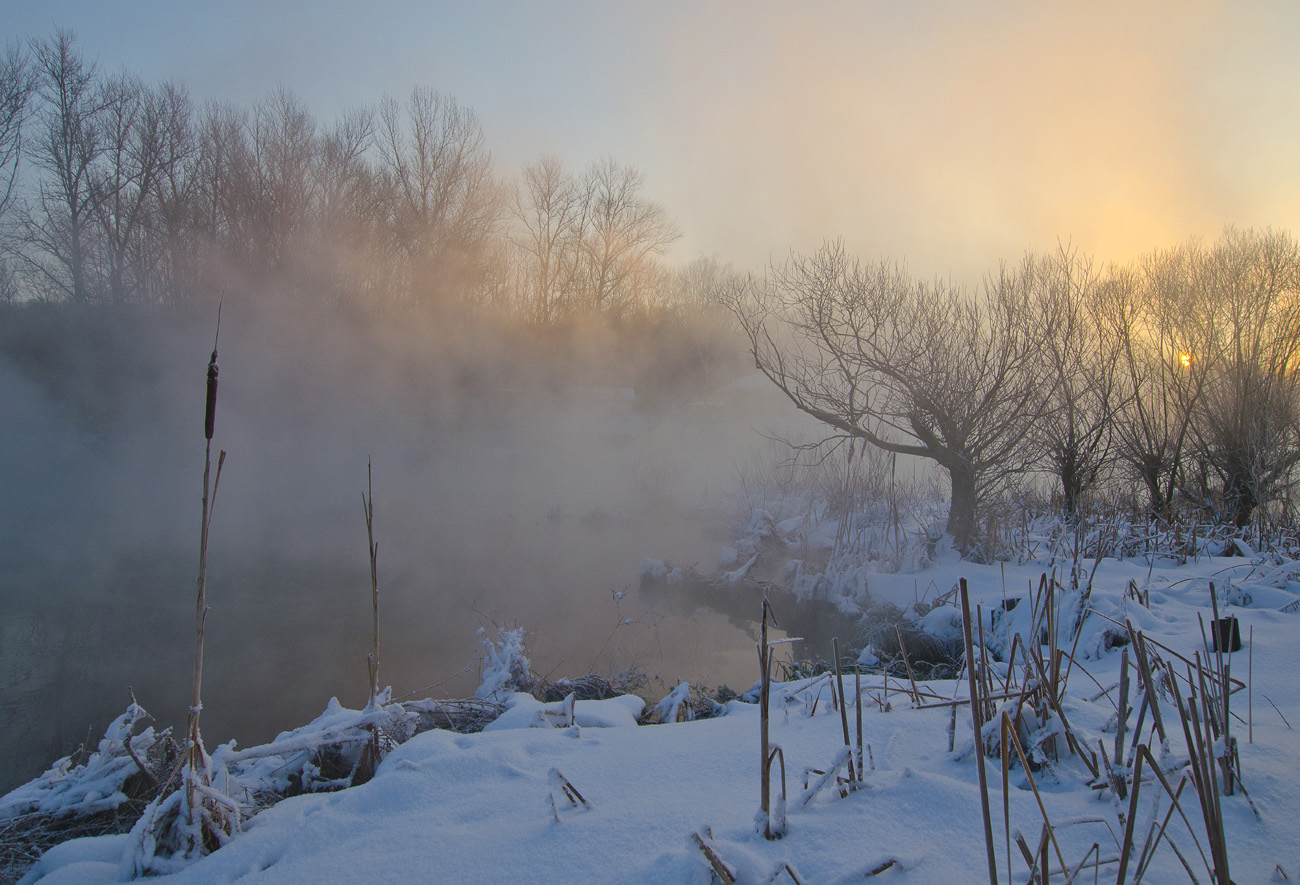 Солнце в ивах