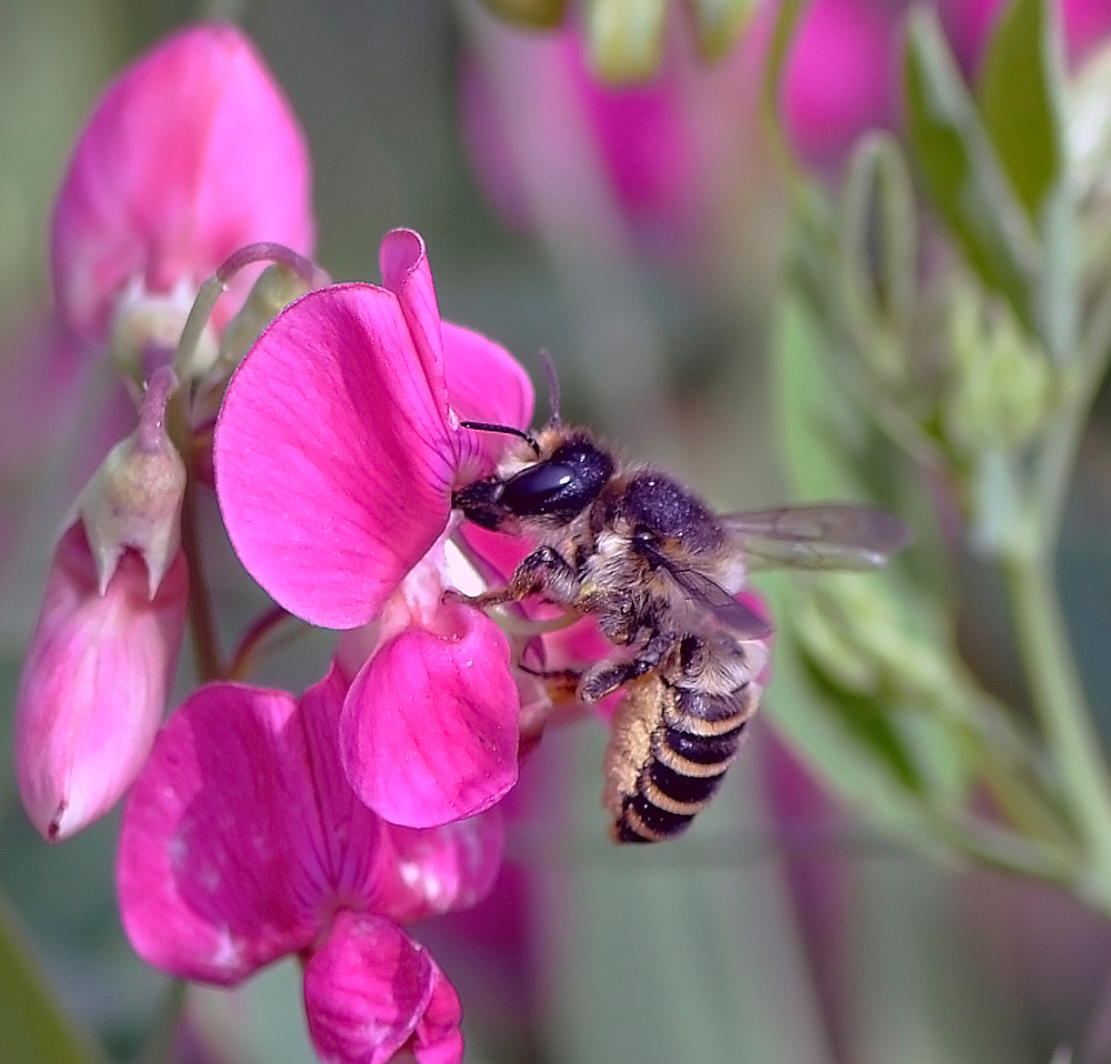 Воспоминания о лете
