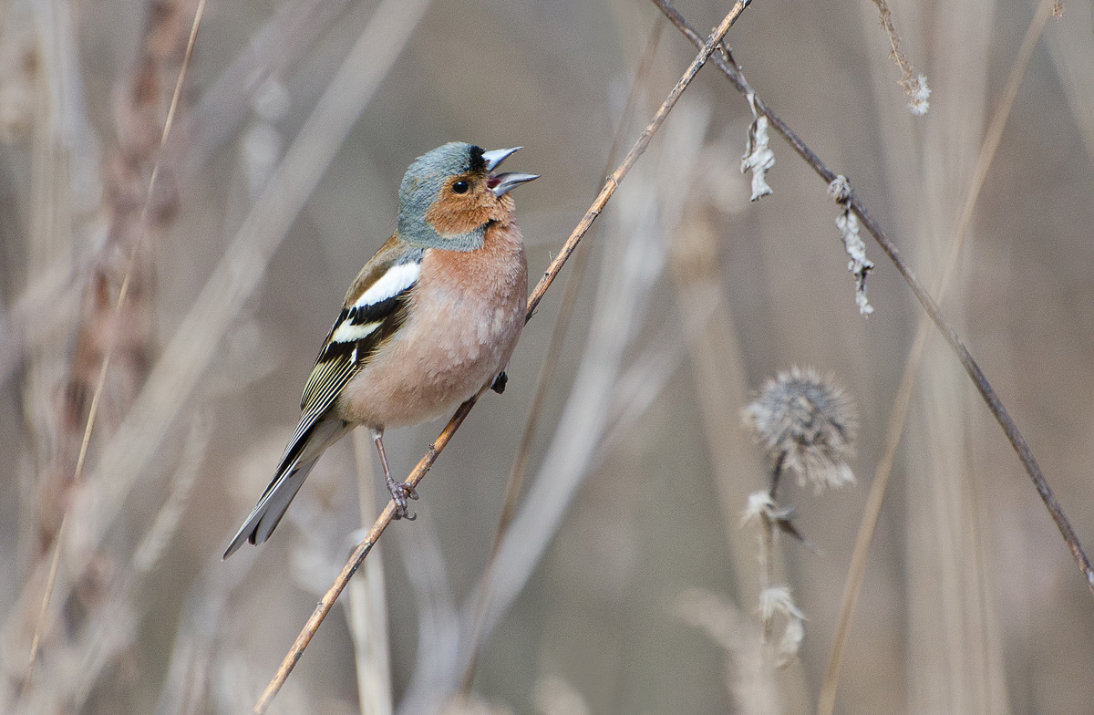 Песня о весне