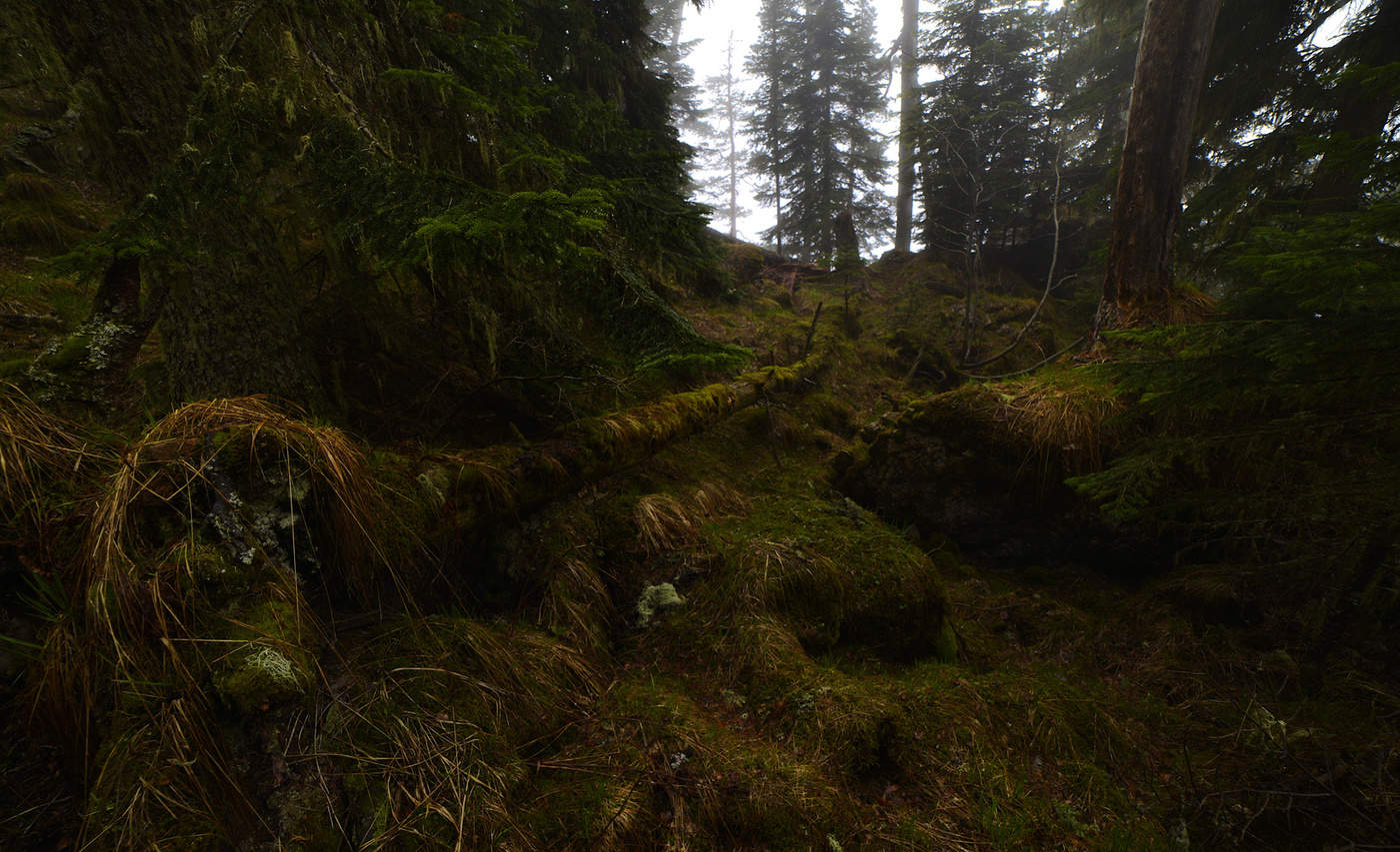 Под пологом волажного леса