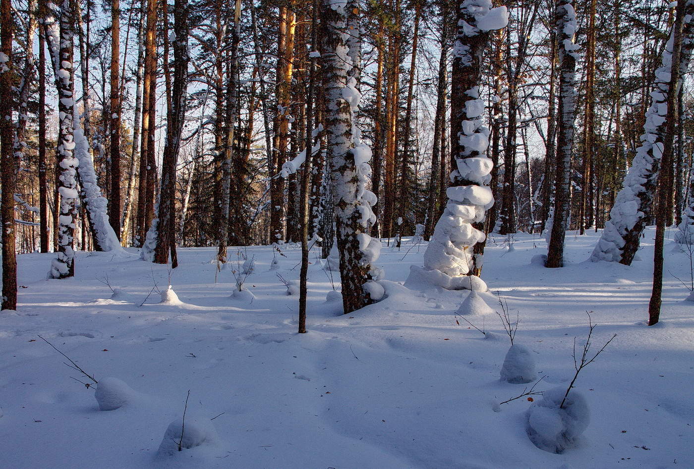 *ЛЕСНЫЕ СУМЕРКИ**