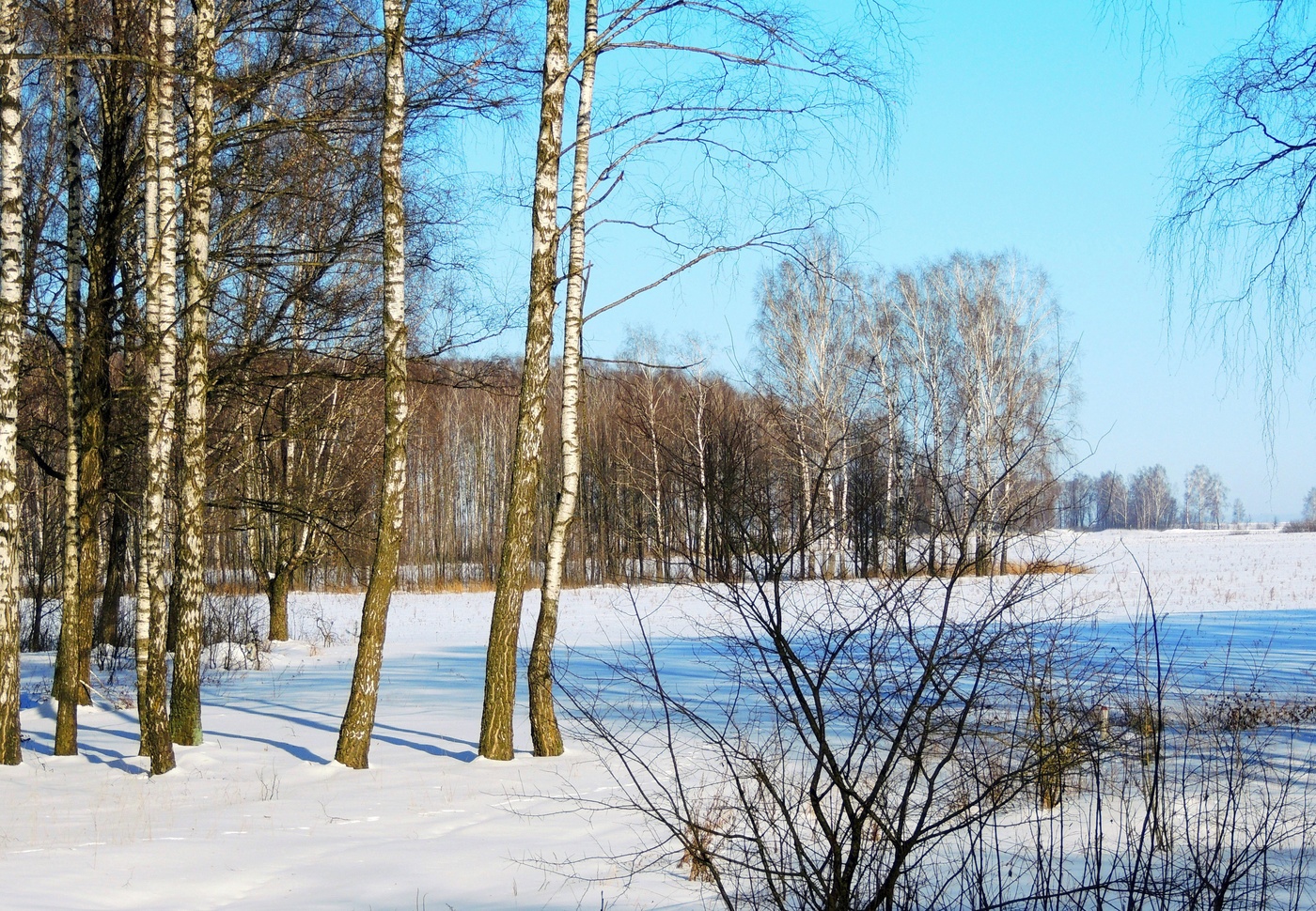 Зимние берёзы