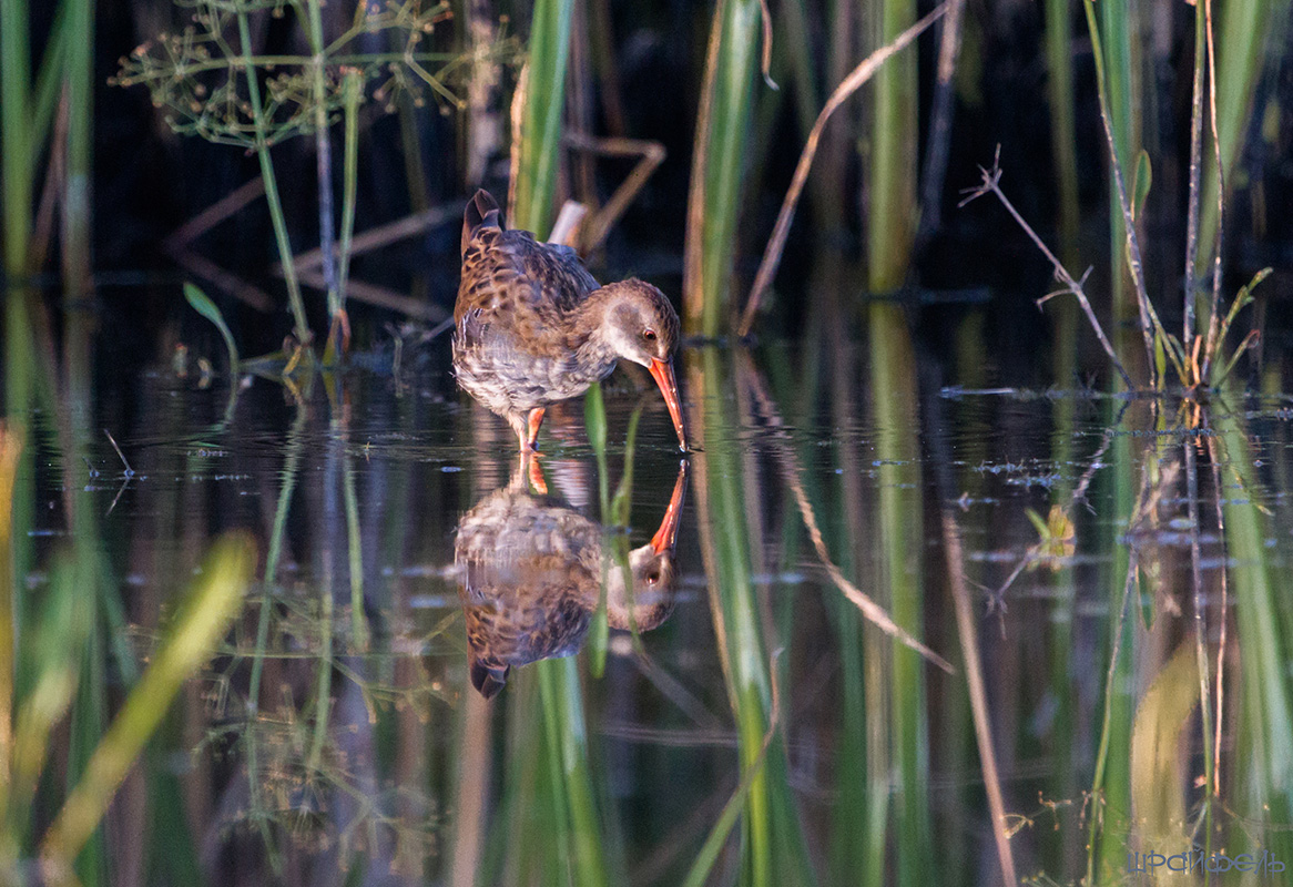 Водяной пастушок