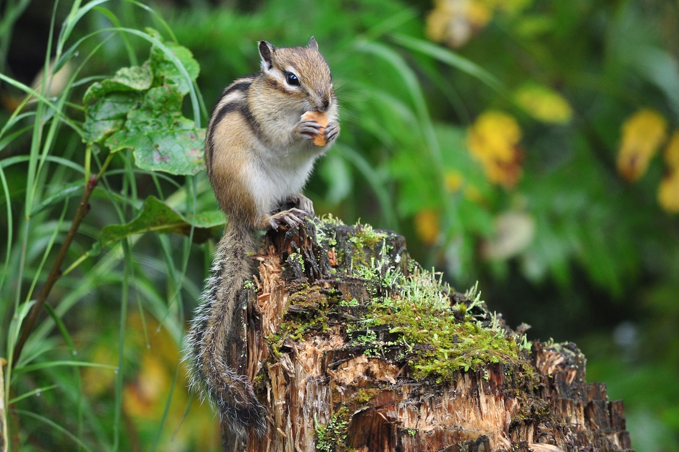 Очень вкусно!