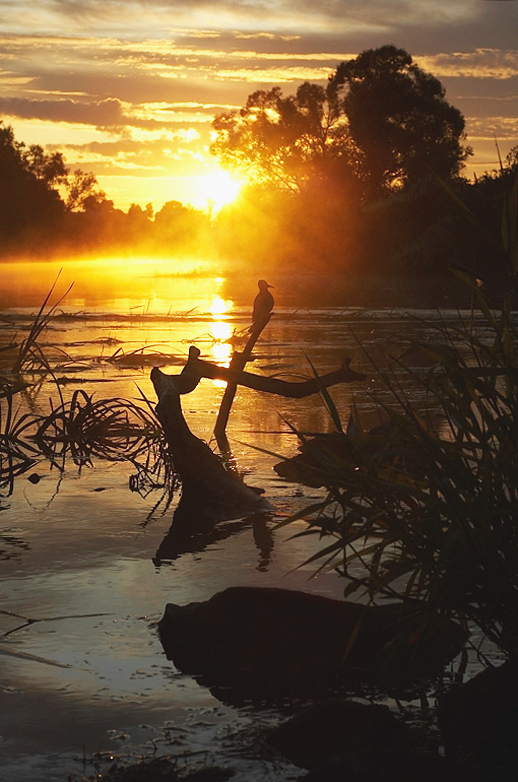 В ожидании утра