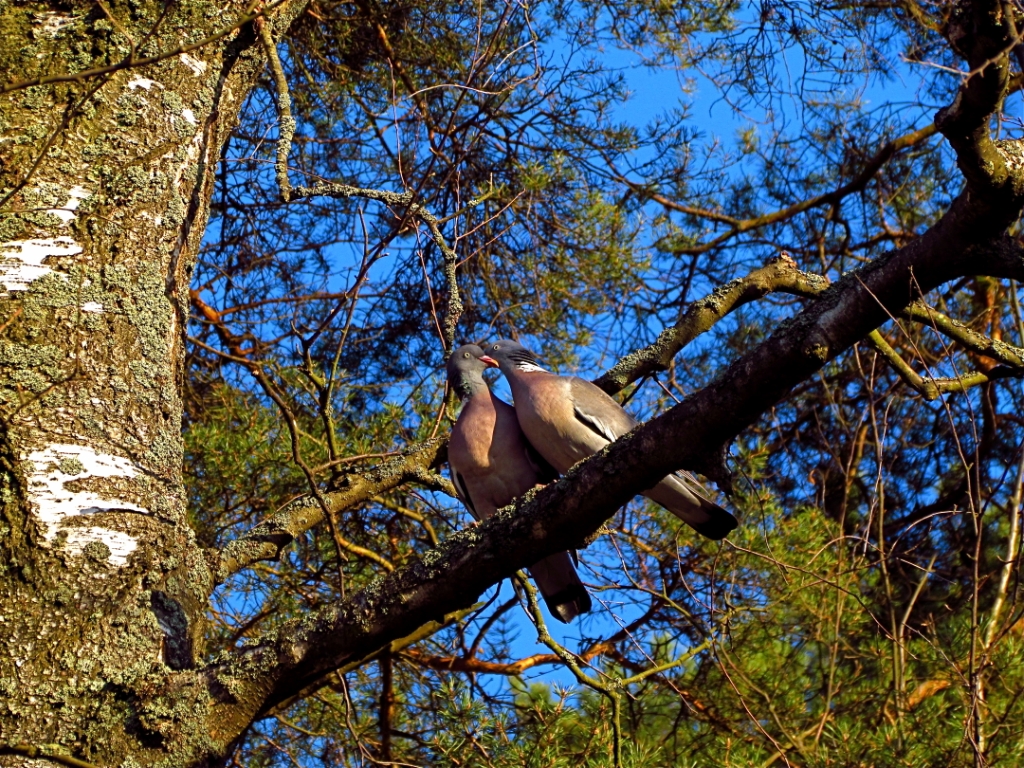 Тут все как надо