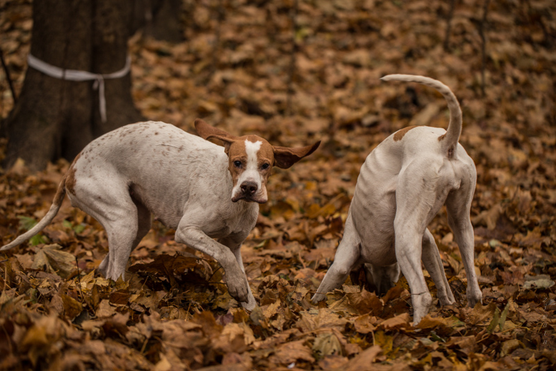 Тут все как надо