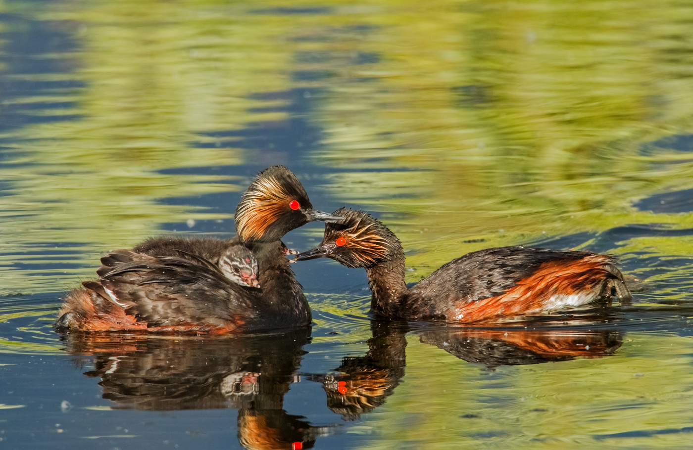 кушай,деточка