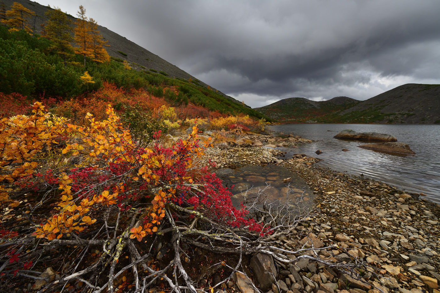 Голубика растет и на камнях...